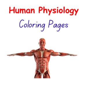 Human Physiology Coloring Pages PDF | 50+ Detailed Human Organs & Body Systems Anatomy Coloring Sheets | Printable Educational Resource for Students, School Biology Projects, CBSE, Bihar Board & NEET Preparation | Instant Digital Download